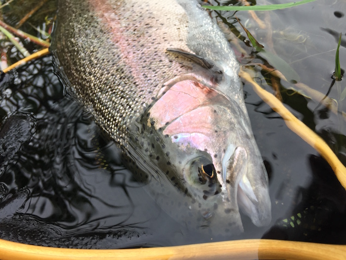 Norio Suzuki Rainbow Trout