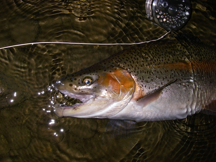 Takeshi Nonomura Cherry Salmon & Rainbow Trout