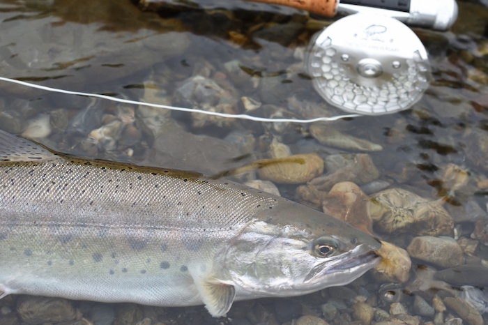 Masakazu Takahashi Yamame Trout