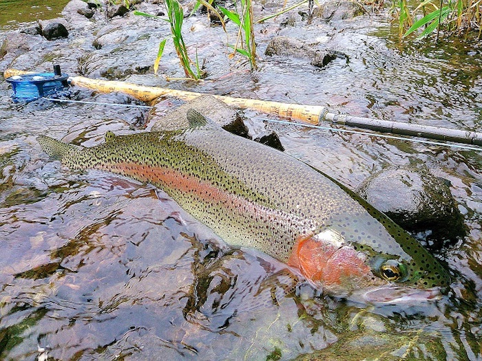 Hidetaka Shioya Rainbow Trout
