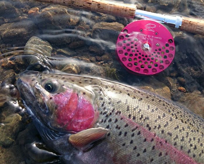 Akira Saitou Rainbow Trout