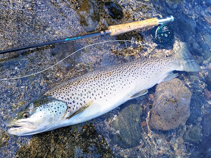 Hidetaka Shioya Brown Trout