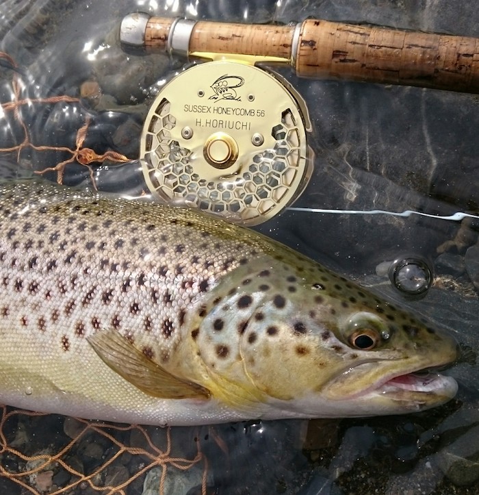 Hideyuki Horiuchi Brown Trout