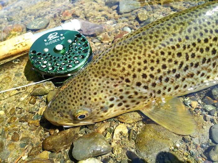 Hidetaka Shioya Brown Trout