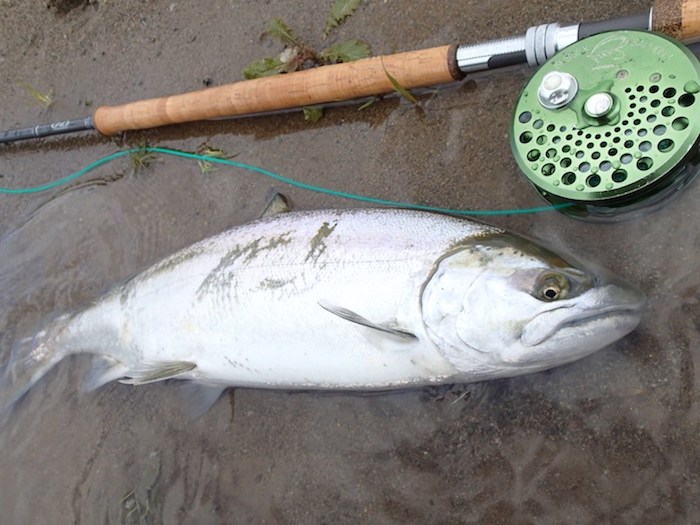 Daisuke Umeda Cherry Salmon