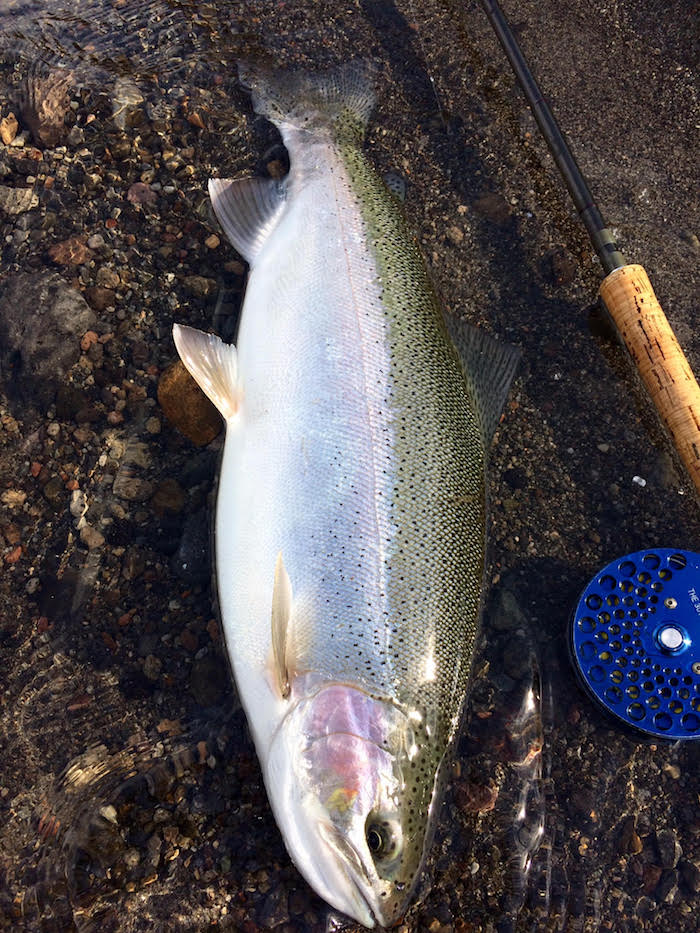 Naoki Hirano Rainbow & Brown Trout