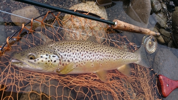 Hideyuki Horiuchi Brown Trout